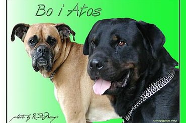Moje kochane psy. #pies #bokser #rottweiler