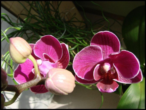 storczyk miniaturka (kwiaty do 4 cm)