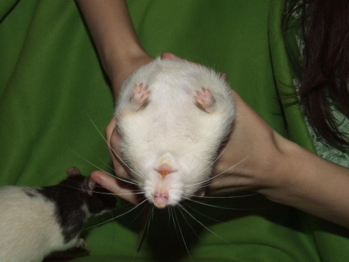 Bonica #szczury #szczur #rat #rats