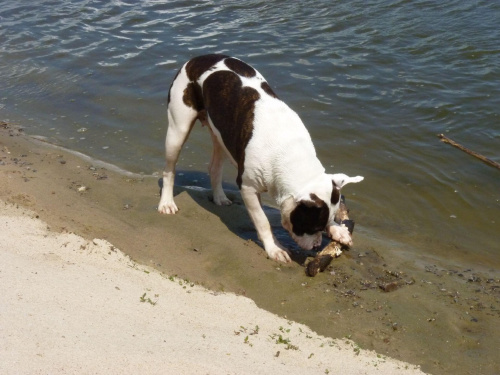 Lola, Wisła, czerwiec 2011