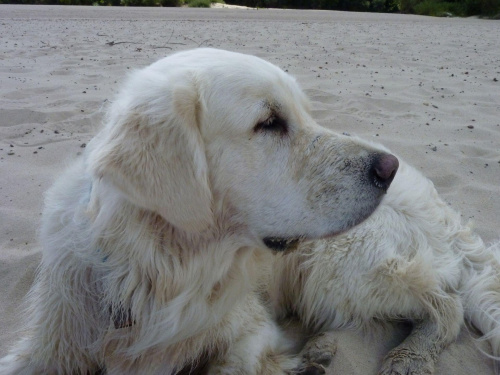 Brutus, Wisła, czerwiec 2011