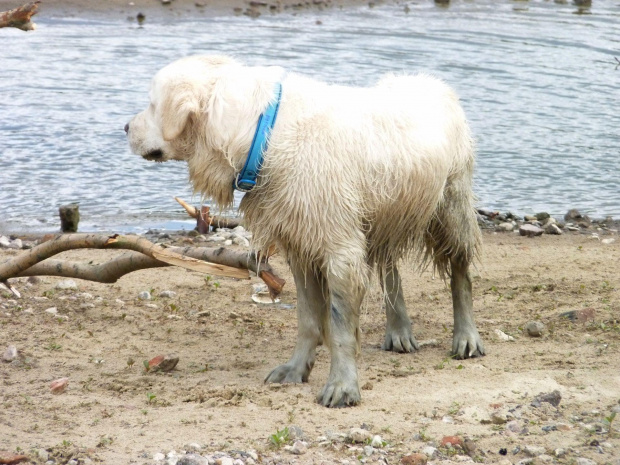 Brutus, Wisła, czerwiec 2011