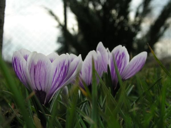 Crocus vernus 'Pickwick'