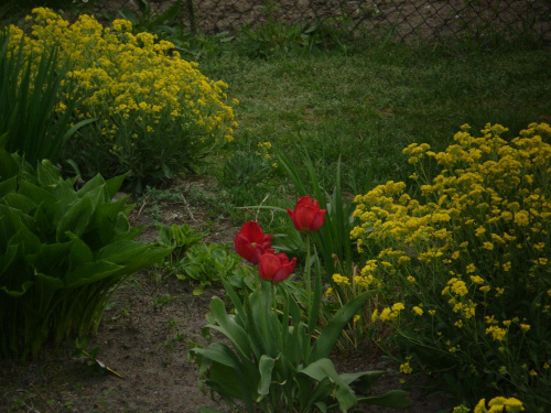 #kwiaty #tulipany #Wiosna2008