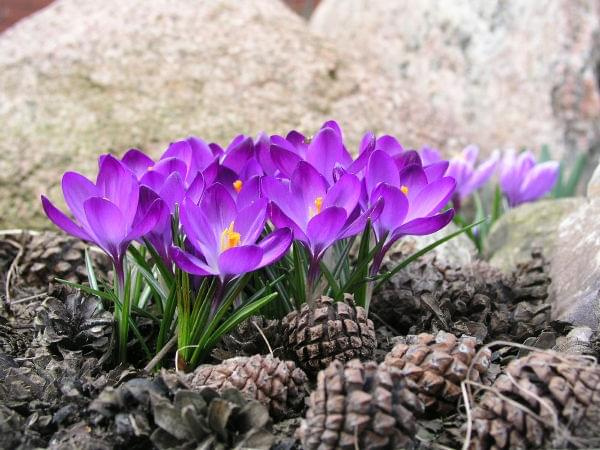 Crocus vernus 'Purpureus Grandiflorus'