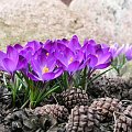 Crocus vernus 'Purpureus Grandiflorus'