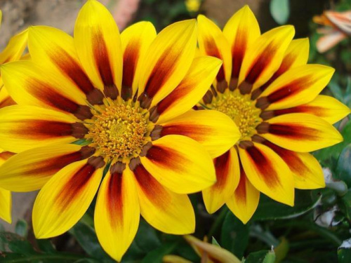 gazania