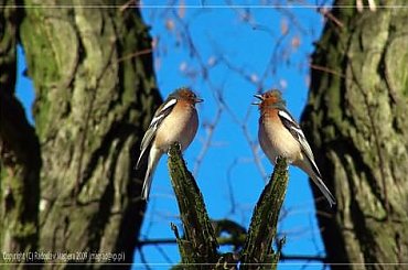 Zięba zwyczajna ( (Fringilla coelebs) #ptak #zięba #zwyczajna #ZiębaZwyczajna
