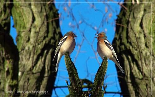 Zięba zwyczajna ( (Fringilla coelebs) #ptak #zięba #zwyczajna #ZiębaZwyczajna