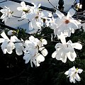 Anielsko pachnące gwiazdy,czyli magnolia gwiazdzista-biala #magnolia