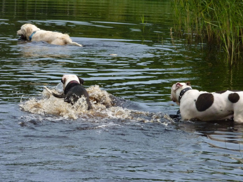 Brutus, Lola i Benek, Kruczek, lipiec 2011