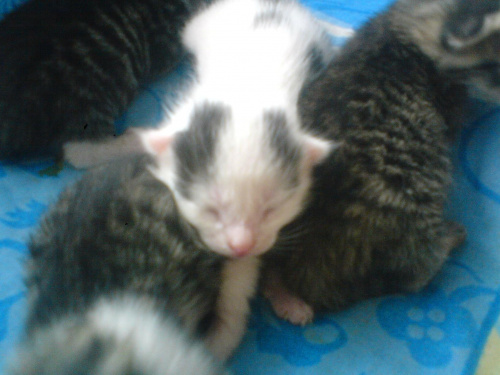 KOCIAKI 6-DNIOWE #kotki